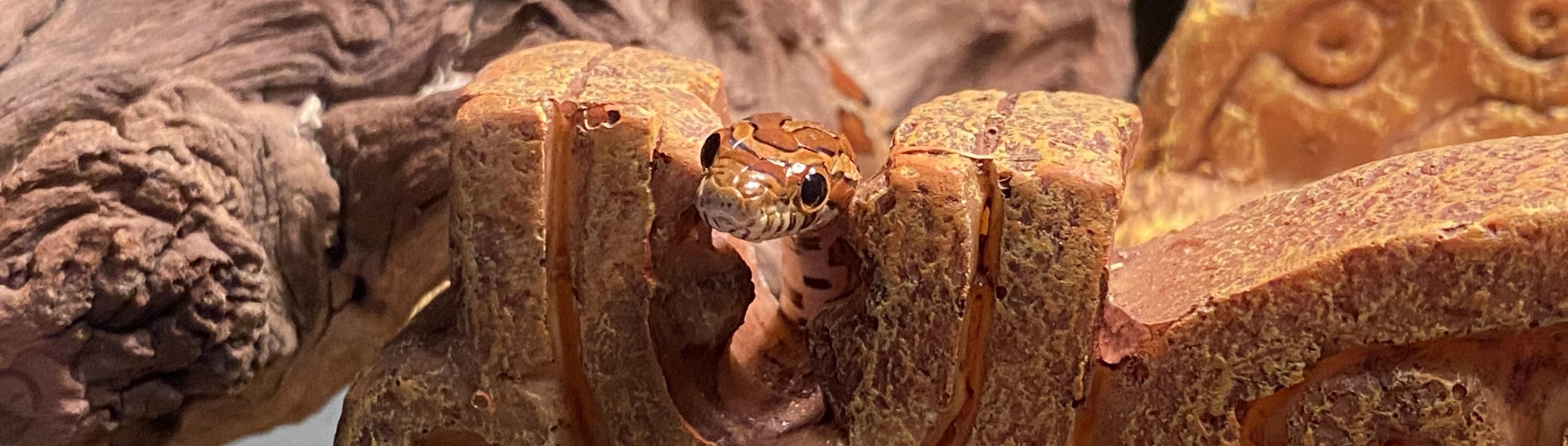 Cornsnake