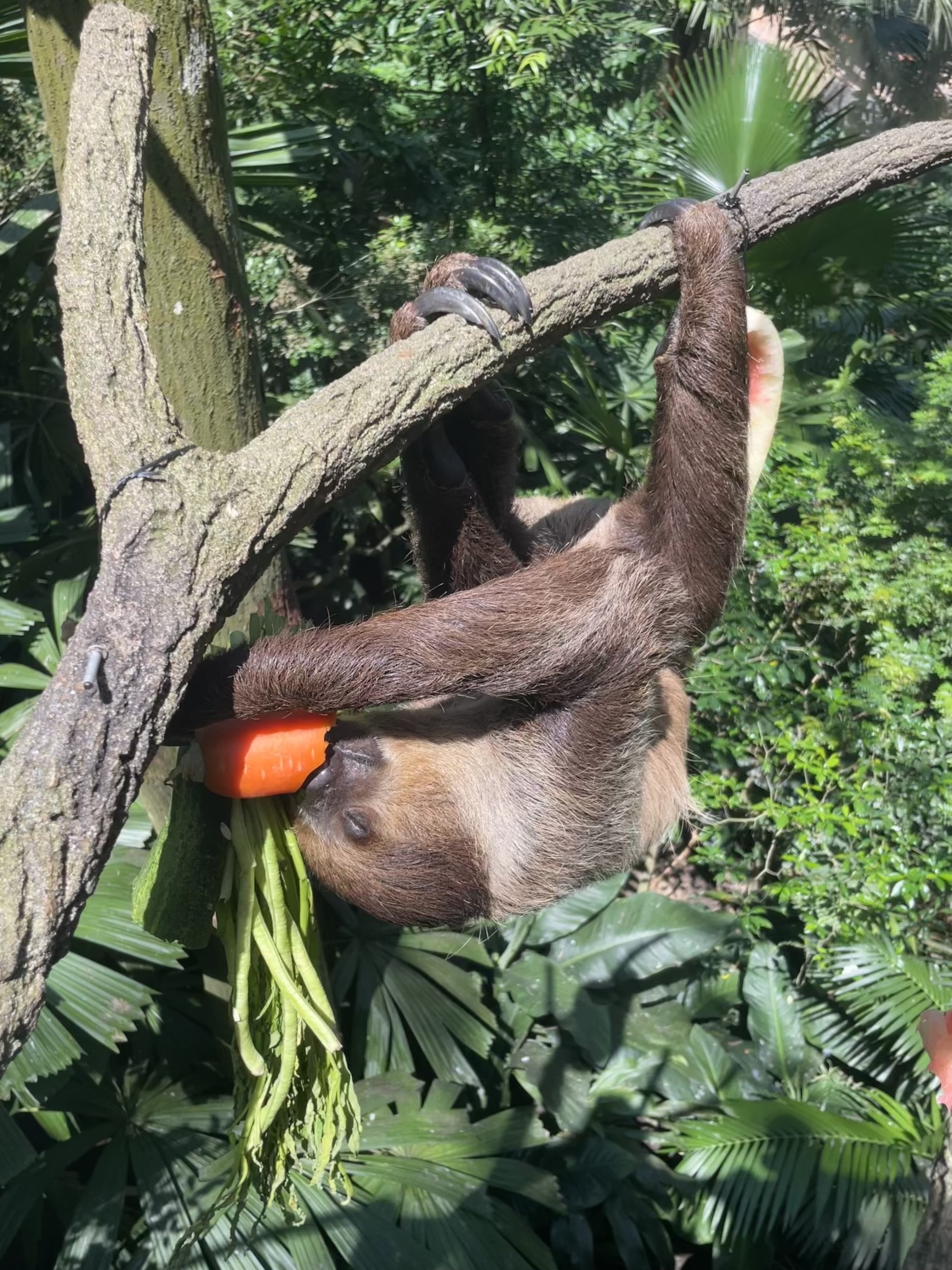 Sloth from Singapore